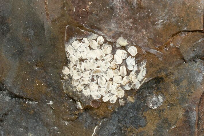 Paleocene Fossil Fruit (Psidium) - North Dakota #165072
